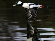 Bufflehead on the wing