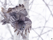 Great Gray Owl