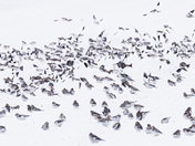 Snow Buntings on the snow