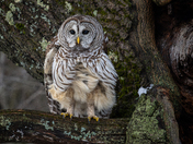 Barred Owl 
