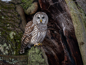 Barred Owl