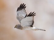Northern Harrier the white ghost