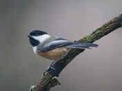 Chickadee 2024