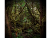 THE SECRET LIVES OF RAINFORESTS.
