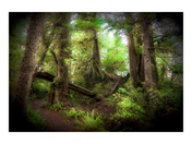 THE SECRET LIVES OF RAINFORESTS.