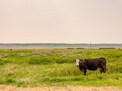 Free Roamimg Cow in Big Muddy Saskatchewan