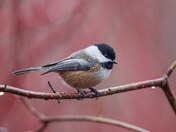 Chickadee pose