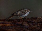 Brown creeper 