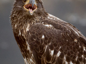 Bald Eagle Portrait