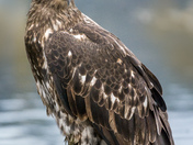 Immature Bald Eagle
