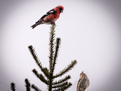 Two-barred crossbill