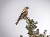 Two-barred crossbill