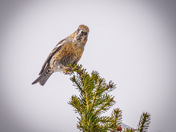 Two-barred crossbill