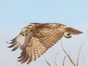 Juvenile red-tailed hawk 