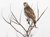 Juvenile red-tailed hawk 