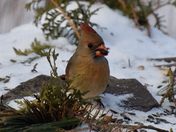 Ms. Cardinal chowing down