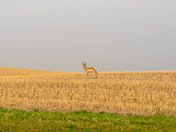 Pronghorn Antelope in Saskatchewan
