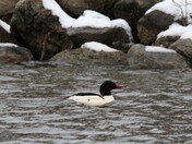 Pretty Merganser