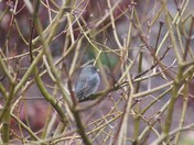 Dark eyed-junco in the bushes