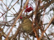 Sparrow and Berries