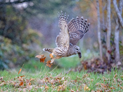Barred owl 