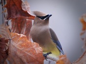 Cedar Waxwing