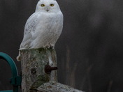 Snowy Owl