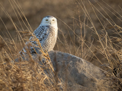 Snowy Owl 