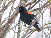 Bringing Shoulder Pads Back