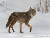 One the Move...Coyote or Coywolf
