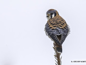 Blues Again....Male American Kestrel 