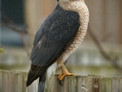 Coopers Hawk