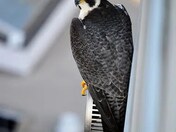 Peregrine Falcon, Downtown Toronto 