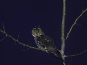Long-eared owl 