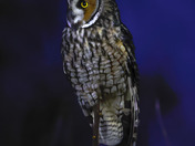 Long-eared owl 