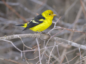 Celebrity Bird; Western Tanager