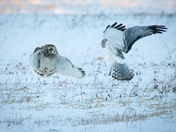 Short-eared Owl vs Northern Harrier Hawk