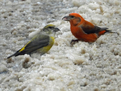 Red Crossbills