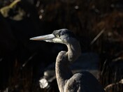In the afternoon sun