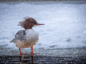 Merganser