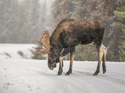Moose in snowstorm