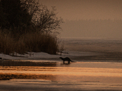 Otters at Sunrise