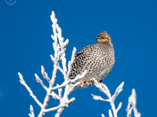 Sharp Tailed Grouse Way Up High! 