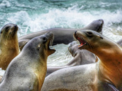 California sea lions