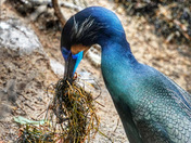 Brandt's cormorant, California.