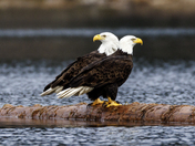 Looking for Trouble!