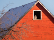 Barn Great Horned Owl