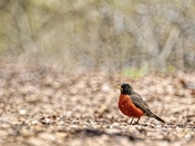 Brown Robin