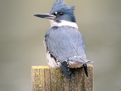 Belted Kingfisher