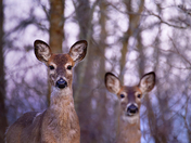 Whitetail Reflection